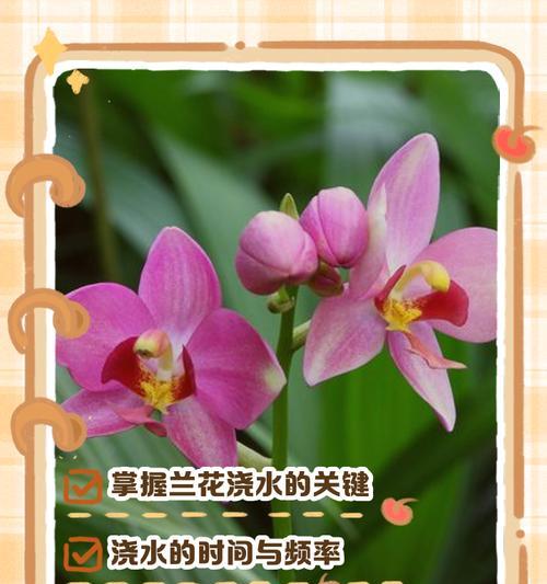 兰花冬季浇水频率是多少？怎样避免冻害？