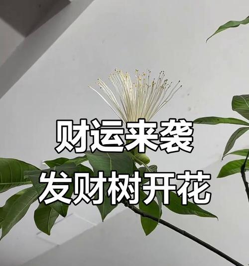 发财树开花有什么特别含义？