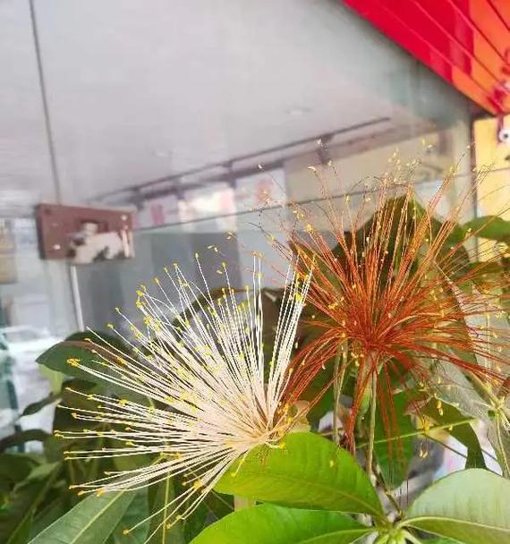 发财树开花有什么特别含义？