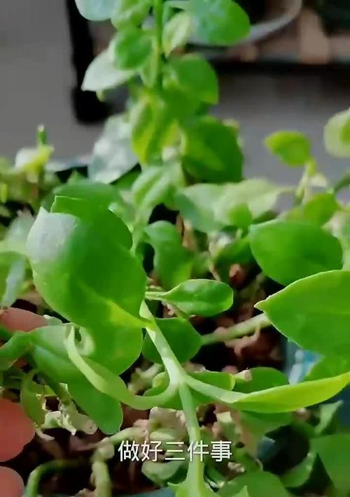 牡丹为什么不开花？如何解决牡丹不开花的问题？
