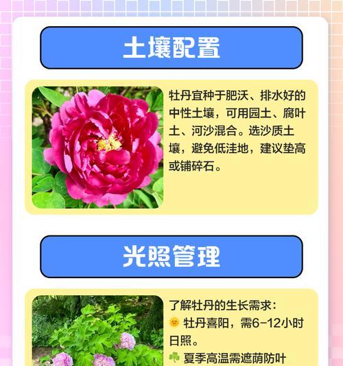 牡丹为什么不开花？如何解决牡丹不开花的问题？