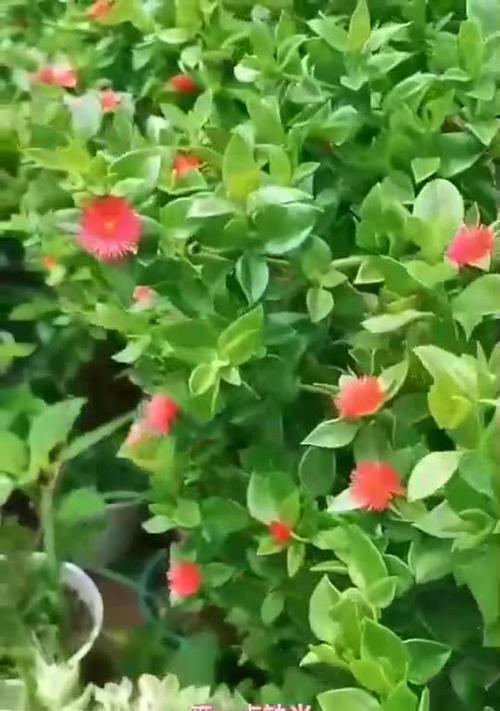 牡丹为什么不开花？如何解决牡丹不开花的问题？