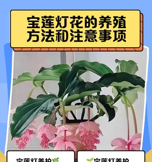 宝莲灯的养护技巧和常见问题解答？