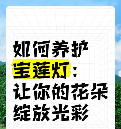 宝莲灯的养护技巧和常见问题解答？