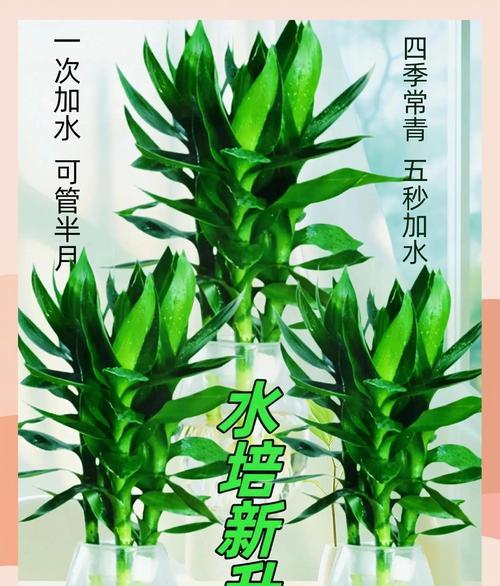 水养富贵竹繁殖的有效方法是什么？