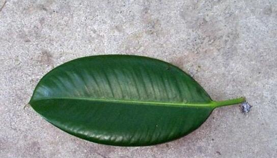 橡皮树叶的扦插繁殖方法是什么？如何提高成活率？