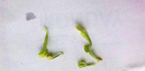 橡皮树叶的扦插繁殖方法是什么？如何提高成活率？