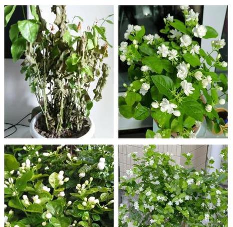 茉莉花变黄了怎么处理？有哪些可能的原因？