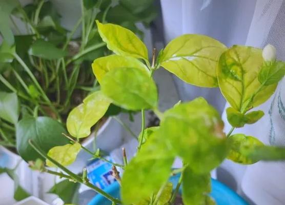 茉莉花变黄了怎么处理？有哪些可能的原因？