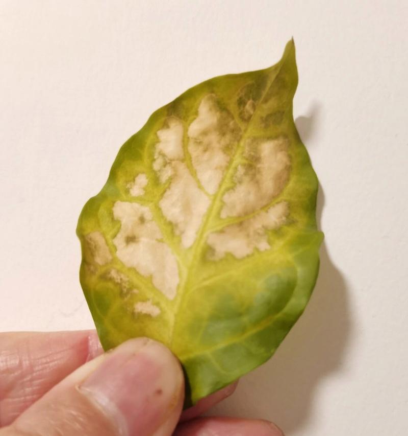茉莉花变黄了怎么处理？有哪些可能的原因？