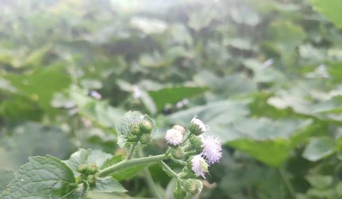 藿香蓟种子种植的步骤是什么？