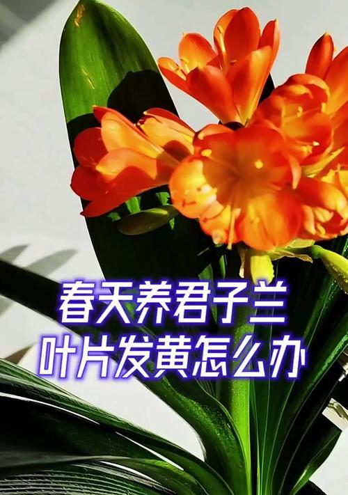 君子兰叶子发黄是什么原因？如何解决？
