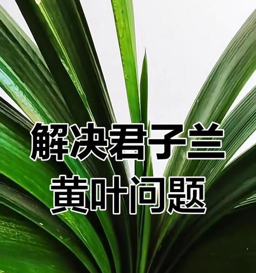 君子兰叶子发黄是什么原因？如何解决？