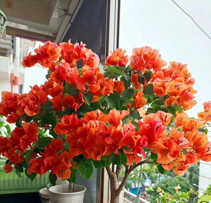 最好养的花是什么花？有哪些适合新手的花卉选择？