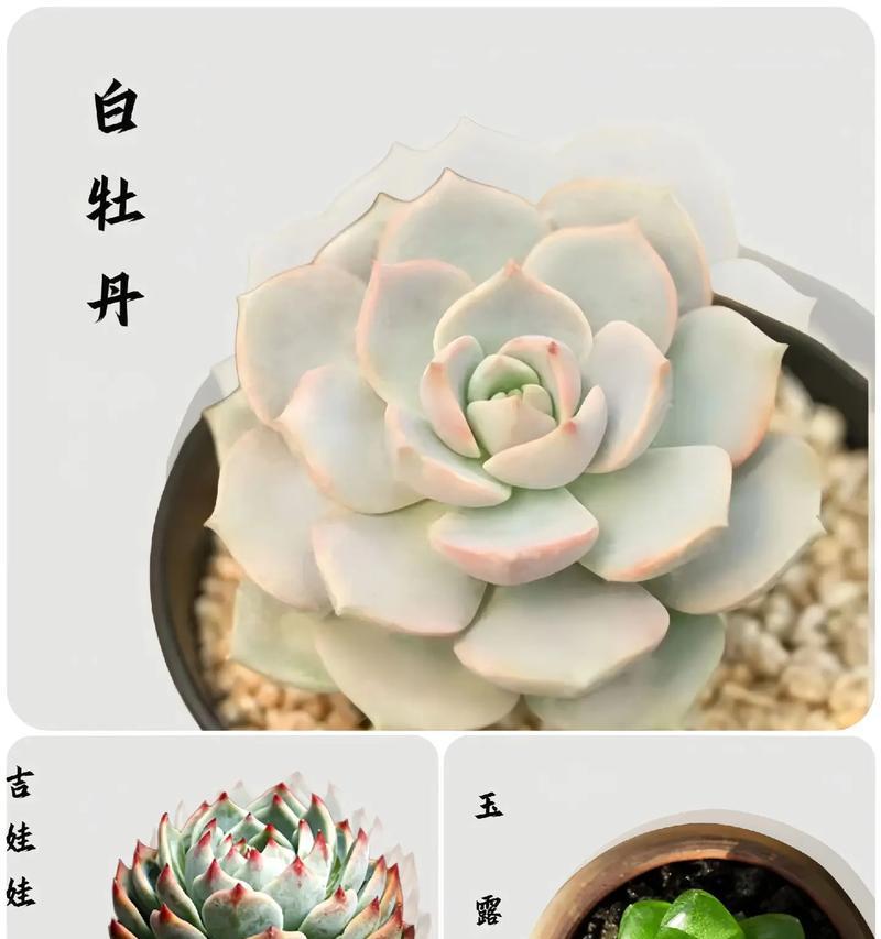 适合初学者的养花品种有哪些？如何开始养花？
