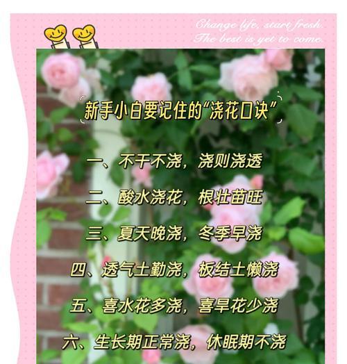 适合初学者的养花品种有哪些？如何开始养花？
