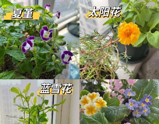 适合初学者的养花品种有哪些？如何开始养花？