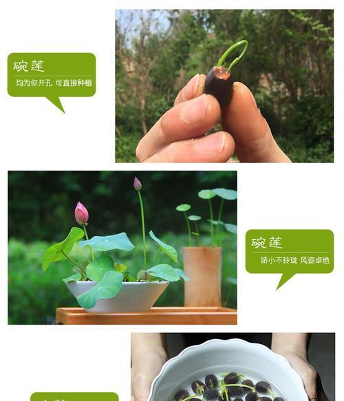 碗莲种植的正确步骤是什么？