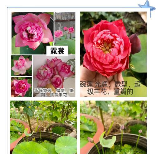 碗莲种植的正确步骤是什么？