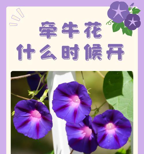 牵牛花有哪些用途和功效？