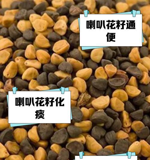 牵牛花有哪些用途和功效？
