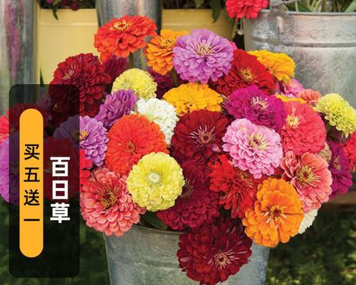 百日草品种有哪些？百日草品种的种植和管理技巧是什么？