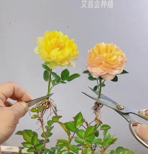 冬季种植玫瑰花的技巧有哪些？