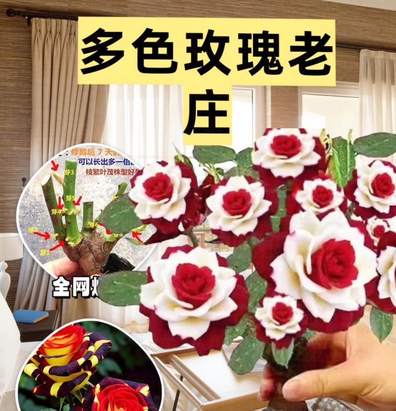 冬季种植玫瑰花的技巧有哪些？