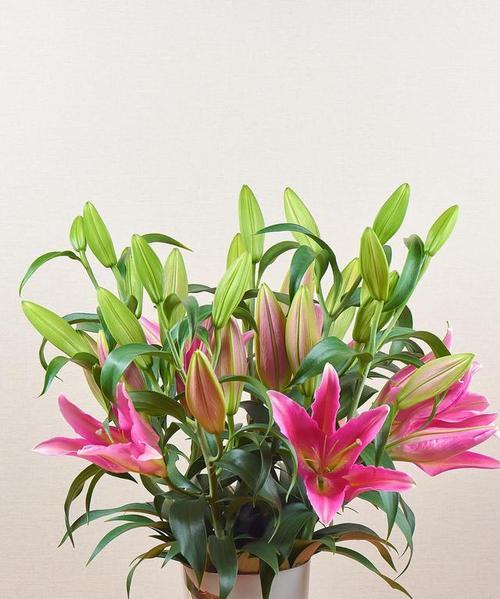 怎么样选百合花？选购时应注意哪些要点？