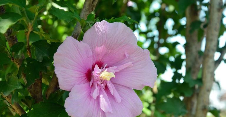 木槿花语是什么？木槿花代表了哪些情感？