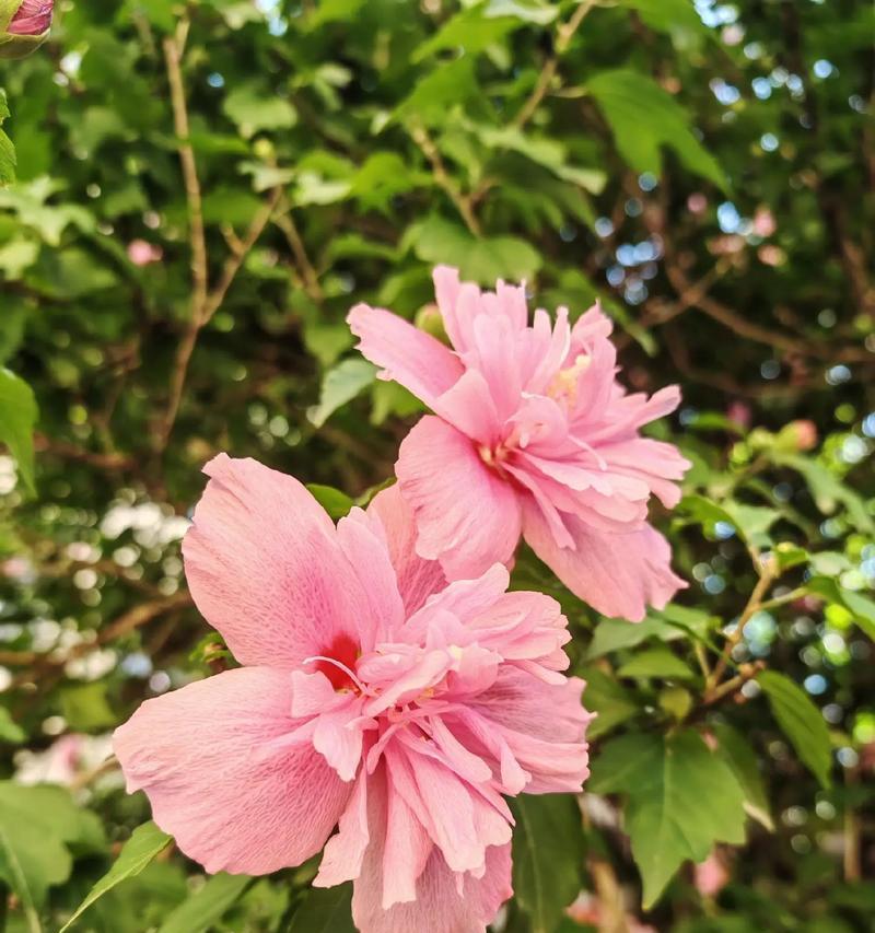 木槿花语是什么？木槿花代表了哪些情感？