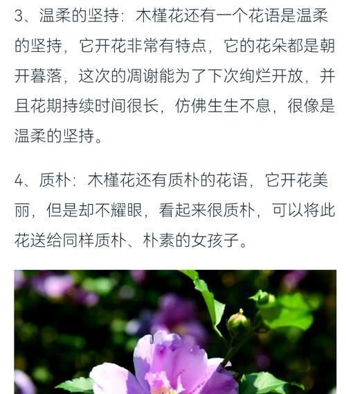 木槿花语是什么？木槿花代表了哪些情感？
