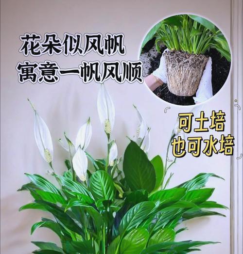 白掌浇水过多的处理方法是什么？