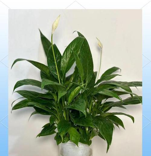 白掌浇水过多的处理方法是什么？