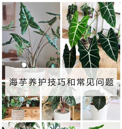 夏季植物养护的常见问题及解决办法？