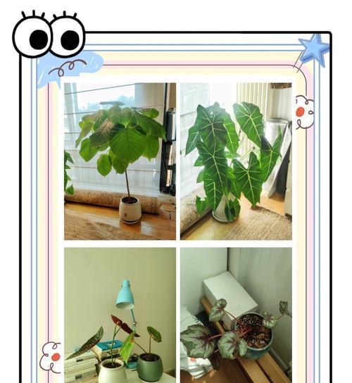 夏季植物养护的常见问题及解决办法？