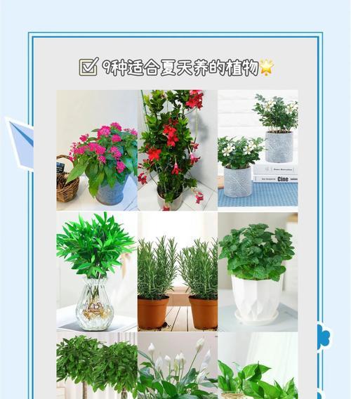 夏季植物养护的常见问题及解决办法？
