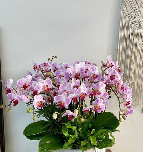 蝴蝶兰应该用什么盆栽种？蝴蝶兰的盆栽选择和养护技巧是什么？