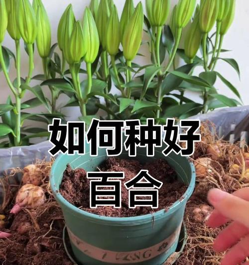百合栽种的正确方法和技巧是什么？