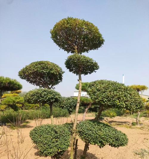 小灌木有哪些特点？适合家庭种植的小灌木有哪些？