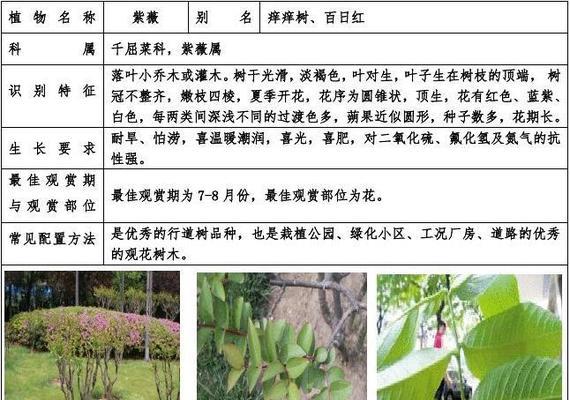 小灌木有哪些特点？适合家庭种植的小灌木有哪些？