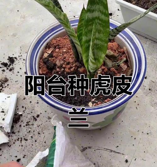 虎尾兰换盆的最佳时机是什么时候？