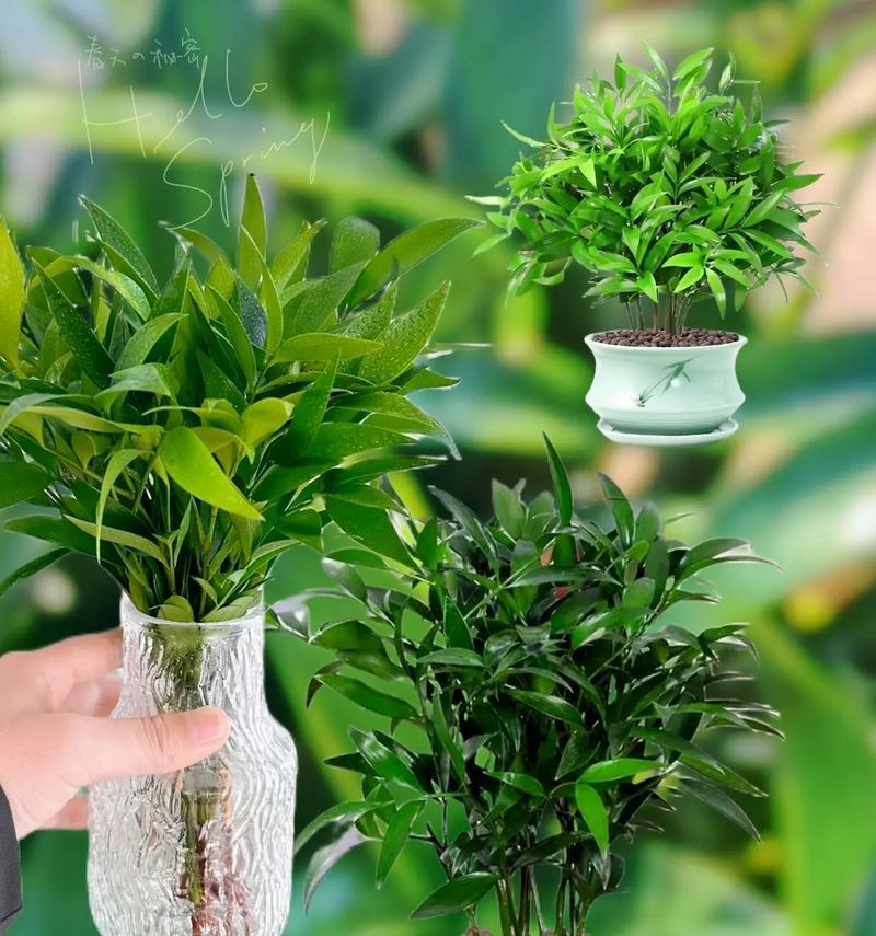 竹植物的养殖方法是什么？怎样保持竹植物的健康？
