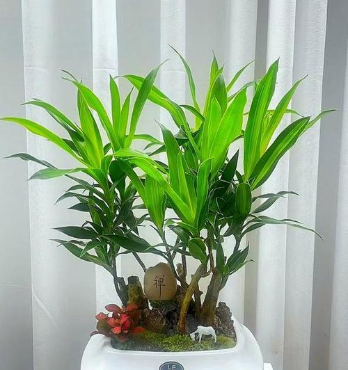 竹植物的养殖方法是什么？怎样保持竹植物的健康？