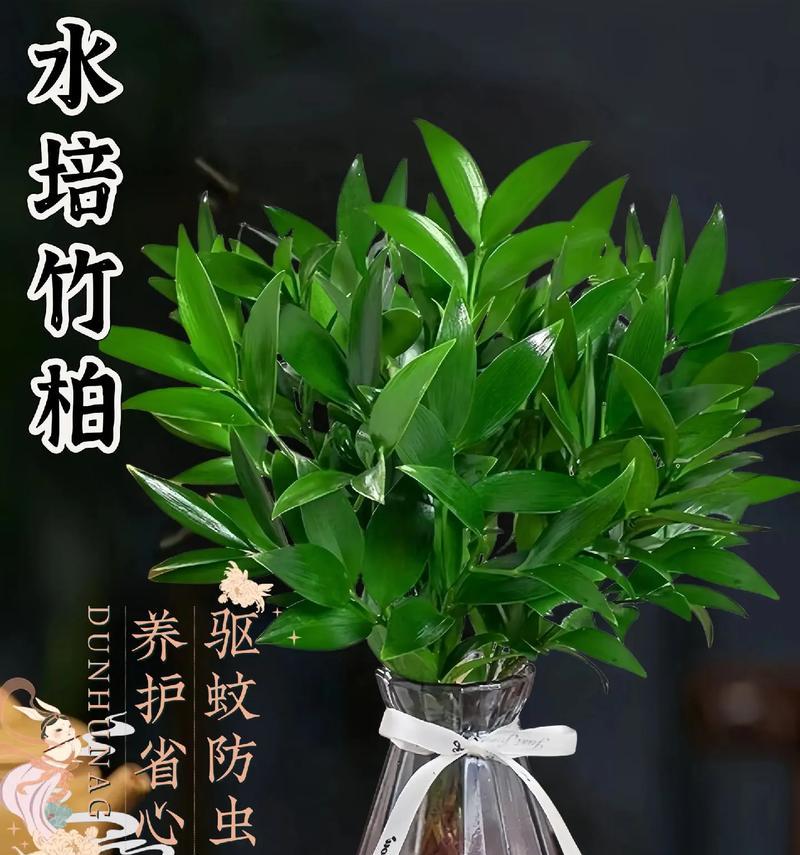 竹植物的养殖方法是什么？怎样保持竹植物的健康？