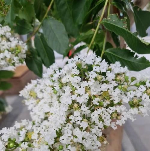 紫薇花种子种植的正确方法是什么？