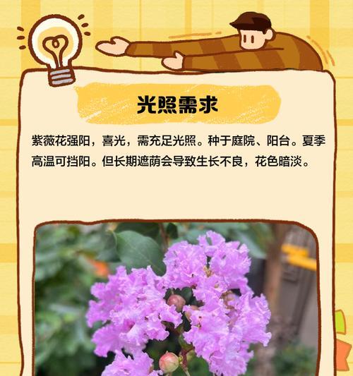 紫薇花种子种植的正确方法是什么？