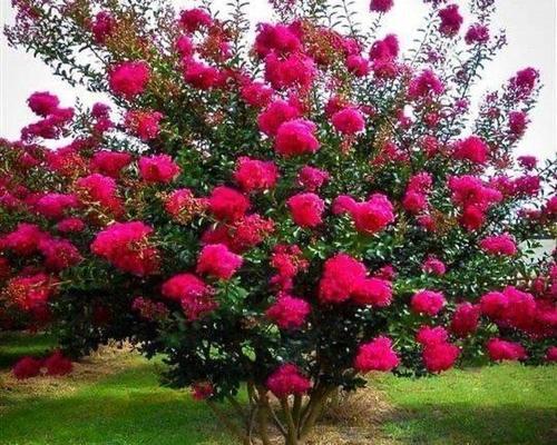 紫薇花种子种植的正确方法是什么？