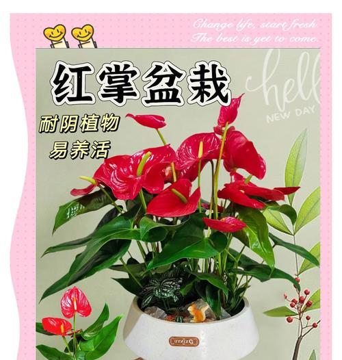 红掌的花语及其象征意义是什么？