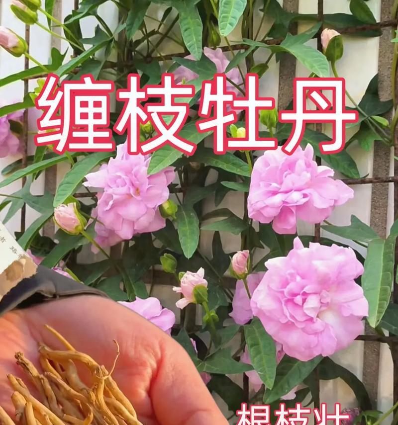 牡丹花主要生长在哪些地区？